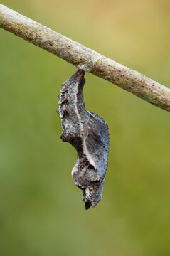 Gulf Fritillary butterfly chrysalis