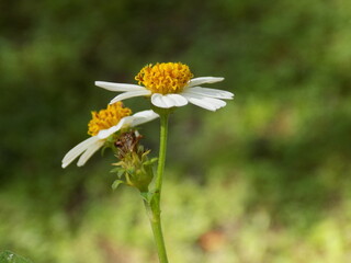 Obraz premium Nature and Beauty