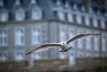 Seagull flying in Sait-Malo, France.