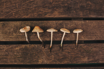 Picked mushrooms all in a line