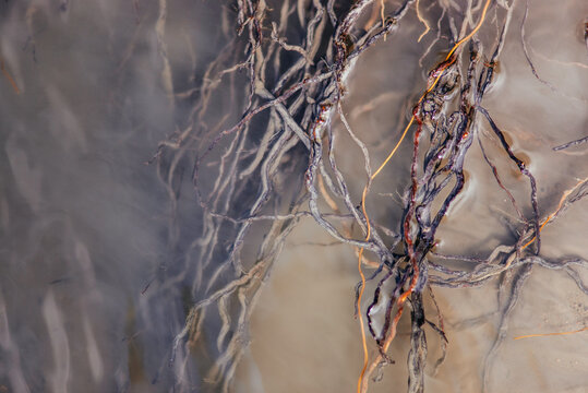 Macro photography of roots of a tree submerged in water.