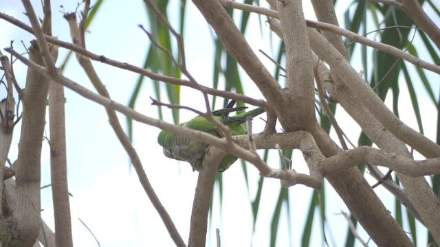 Two green birds (cotorras) have sex on a tree branch in C&aacute;diz.