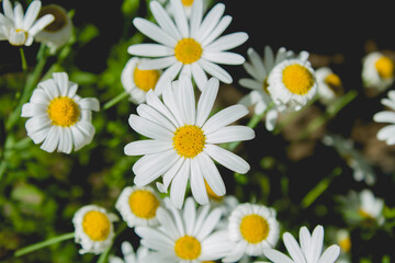 Fototapeta premium White daisies or sun flowers in a field in dark tone