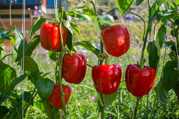 Beautiful red peppers in the garden