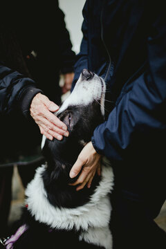 Detail of two women's hands stroking and cuddling a beautiful shepherd dog who sits between them