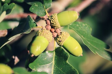 grüne Eicheln hängen am Baum