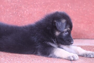 Adorable and cute German Shepherd puppy 