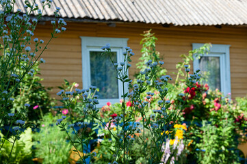 Fototapeta na wymiar the house in the village is surrounded by flowers