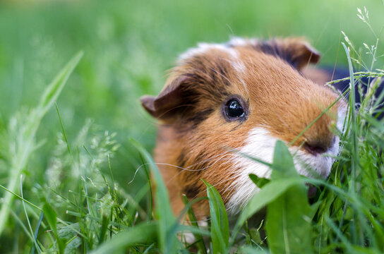 Pet calico guinea pig grazes in the grass of his owner's backyard