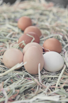 fresh eggs on a hay bale