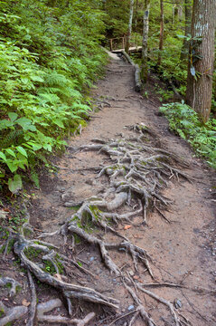 Hiking trail with exposed tree roots in the Joyce Kilmer Memorial Forest