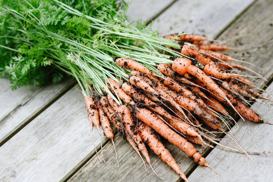 Freshly picked carrots on a wooden table