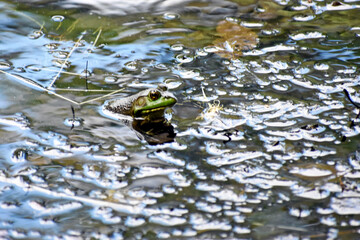 Frog in Lake Closeup
