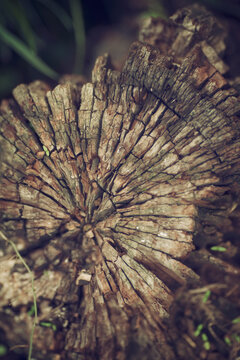 old log
