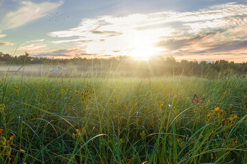 summer  sunset on wild fild