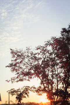 A tree in autumn illuminated by the setting sen.