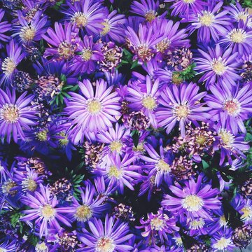 A bunch of fresh purple flowers