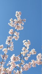 Ein Postkartenmotiv könnte wohl nicht mehr schöner sein. Zu sehen weiße Blüten auf einem Ast vor einem blauen und wolkenlosen Himmel