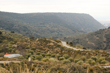 Fototapeta na wymiar Granada landscape mountains green winter with road