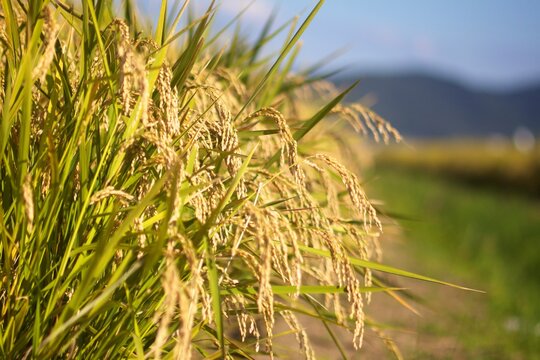 Golden Rice Harvest