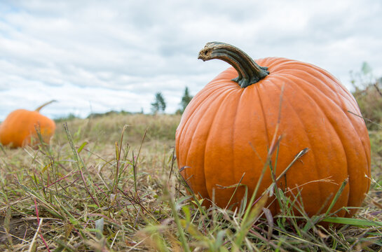 Big orange pumpkin sits in a patch ready to be taken home for Halloween