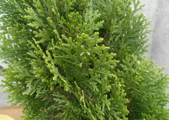 close up of a pine needles