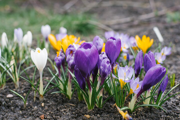 Delicate flowers of purple and yellow x crocuses grow in the garden on a Sunny spring day