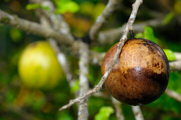 Ripe brown fruit of the Calabash tree Crescentia cujete in Costa Rica