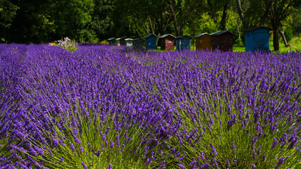 lawendowe pole © Mariusz