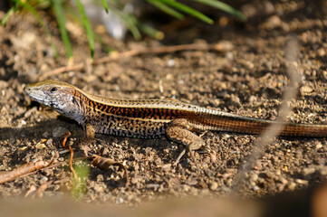 Four Striped Whiptail lizard basking in evening light in Costa Rica