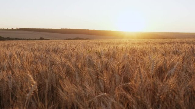 Golden spikelets of wheat move slow motion from light breeze against the backdrop of bright orange sunset in summer. Wheat agricultural field panorama. Nature. Lens flares