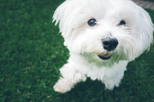 White Maltese Dog Portrait