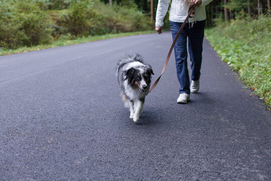 A dog walks down the road ahead of his owner.