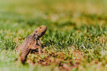 bearded dragon is looking into the camera and is sitting on the green grass