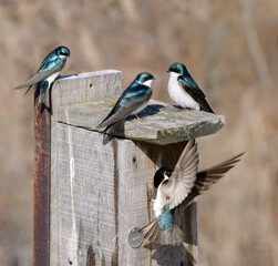 Obraz na płótnie Canvas Tree swallows on a nesting box at Toronto Leslie Street Spit in early spring