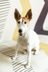 Smooth fox terrier sitting on the couch