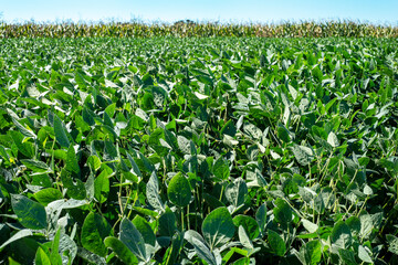 Large soybean plant agricultural field in rural country, sunny summer day, view low to ground, corn field in background