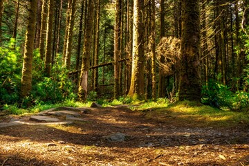 Fototapeta premium footpath in the woods