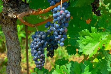 Grappoli d'uva vicini alla piena maturazione in un vigneto.