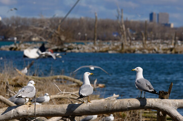 Three Ring Billed Gulls at Leslie Street Spit nesting grounds in Toronto