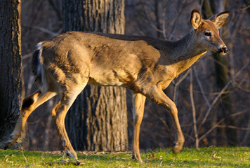 White tailed deer walking in a Toronto backyard on a spring evening