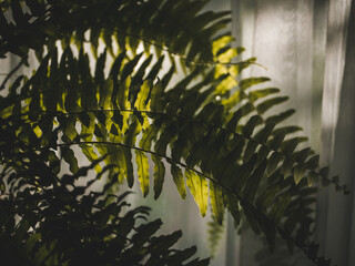 Paproć w świetle słońca © Adam