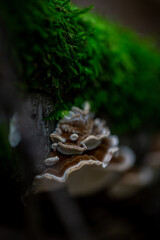 mushroom on a tree
