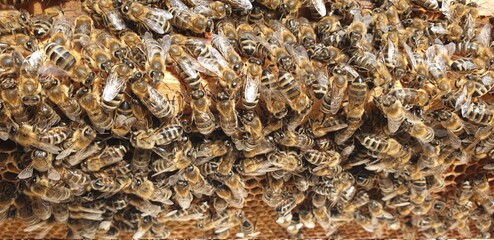 Tausende Bienen tümmeln sich auf einem Rahmen von einem Bienenstock