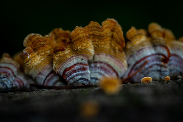 mushrooms on a tree
