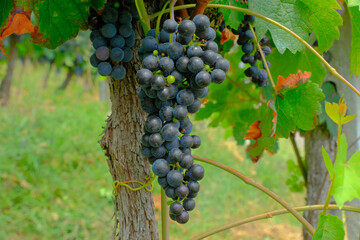 Grappoli d'uva vicini alla piena maturazione in un vigneto.