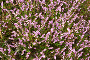 Fototapeta premium fond jardin bruyere en fleur