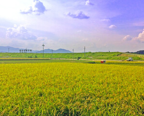 field landscape in Osaka, Japan