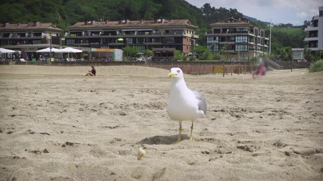 Large white headed ring-billed seagull flies in and lands on sandy beach to carefully grab piece of food and walks away to eat, close up portrait