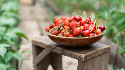 Fresh organic strawberries and cherries are collected in the garden. A vintage plate of berries sits on a stool in the garden. Side view.yummy delicious big red strawberry lie in round wooden plate.